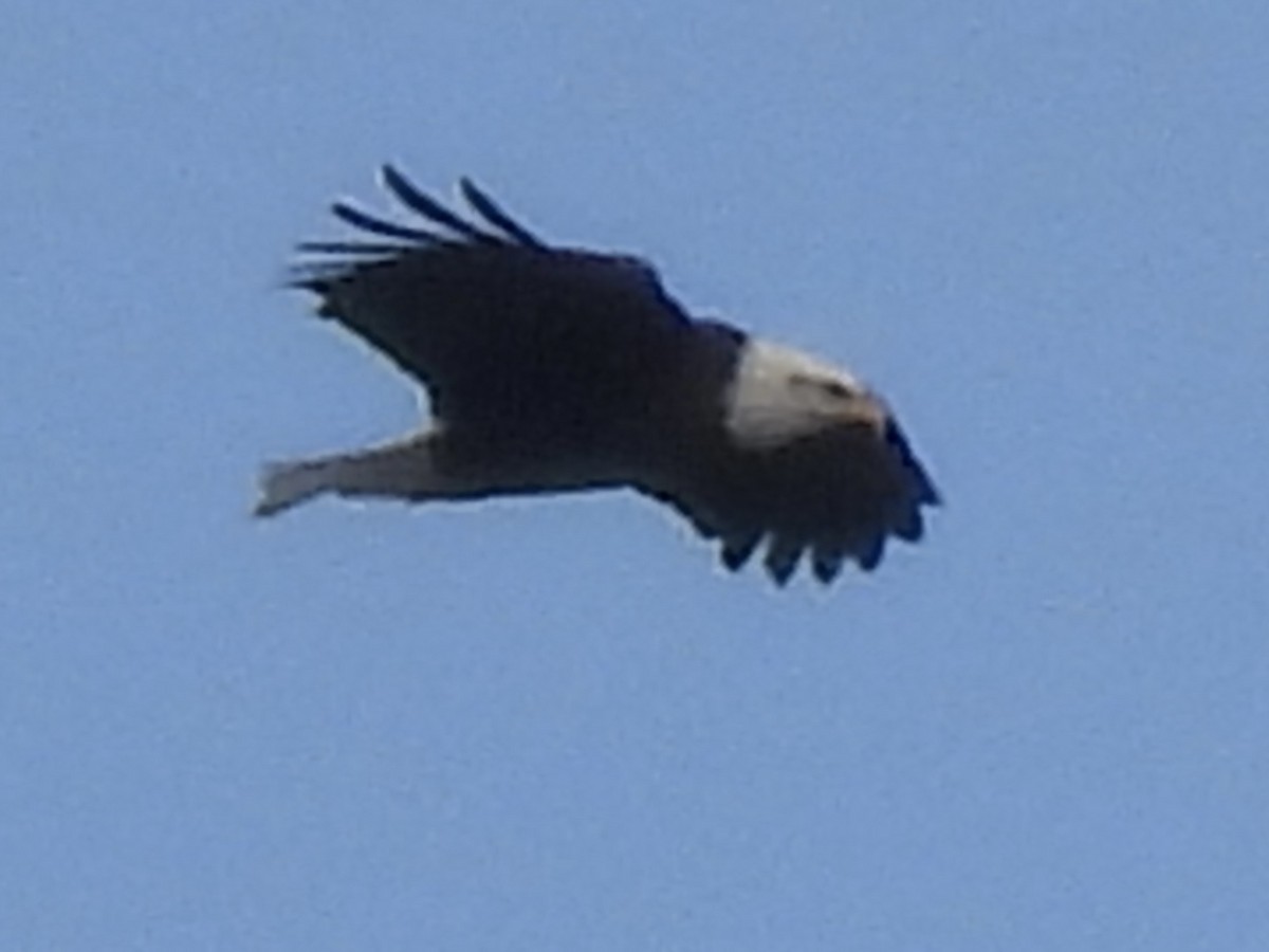 Itsas arrano buruzuria - ML647314859