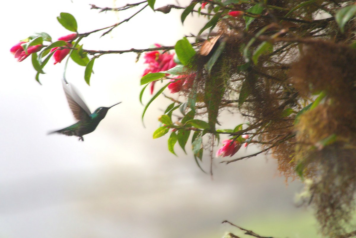 Purple-throated Mountain-gem - ML647314861