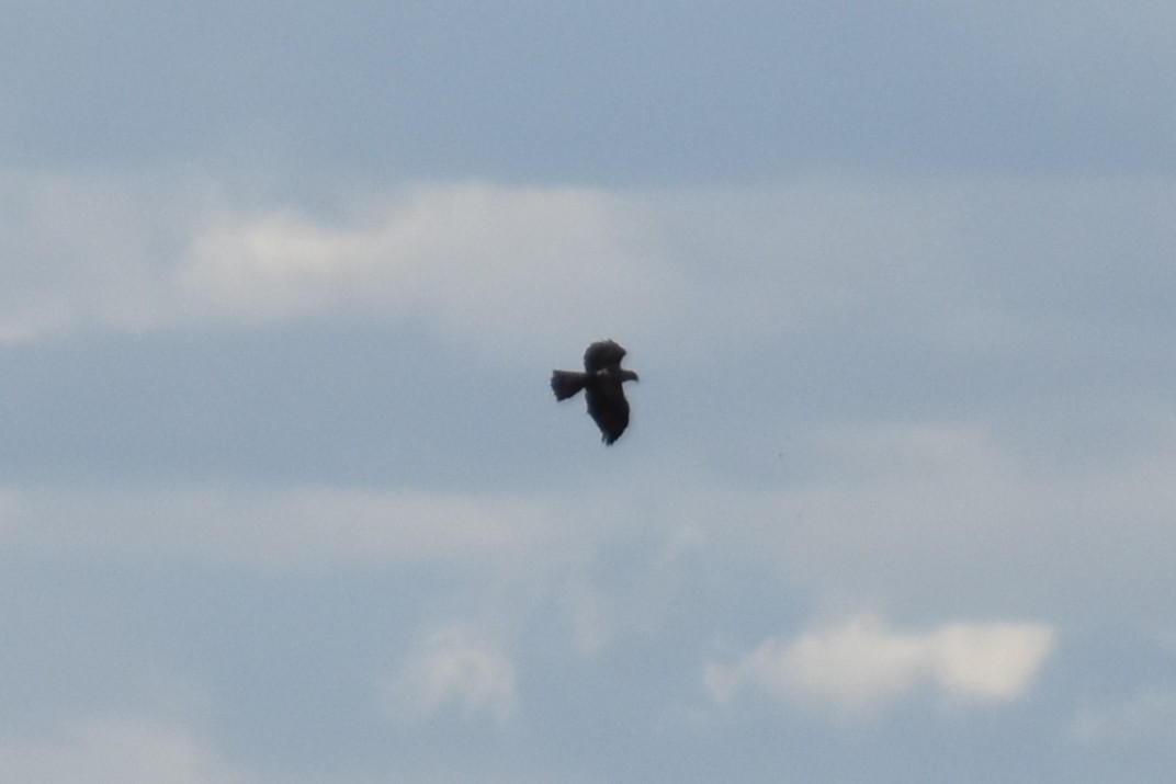 Bonelli's Eagle - ML647314864