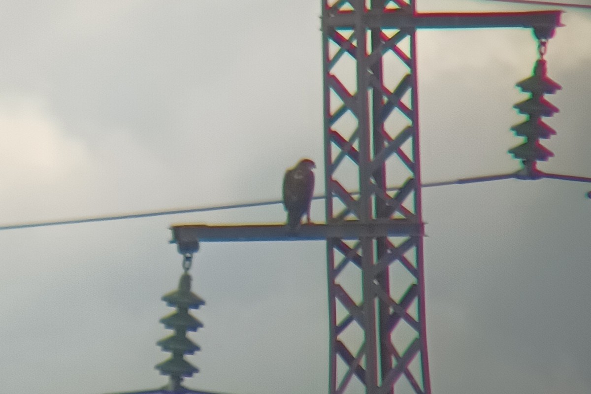 Bonelli's Eagle - ML647314867