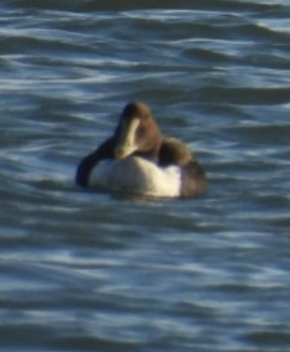 אדרית שחורת-כיפה - ML647314880