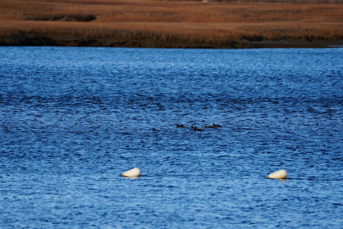 White-winged Scoter - ML647314886