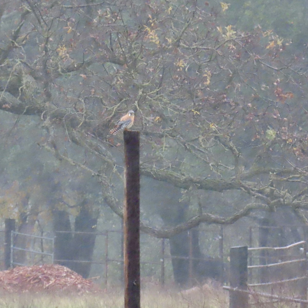 American Kestrel - ML647314887