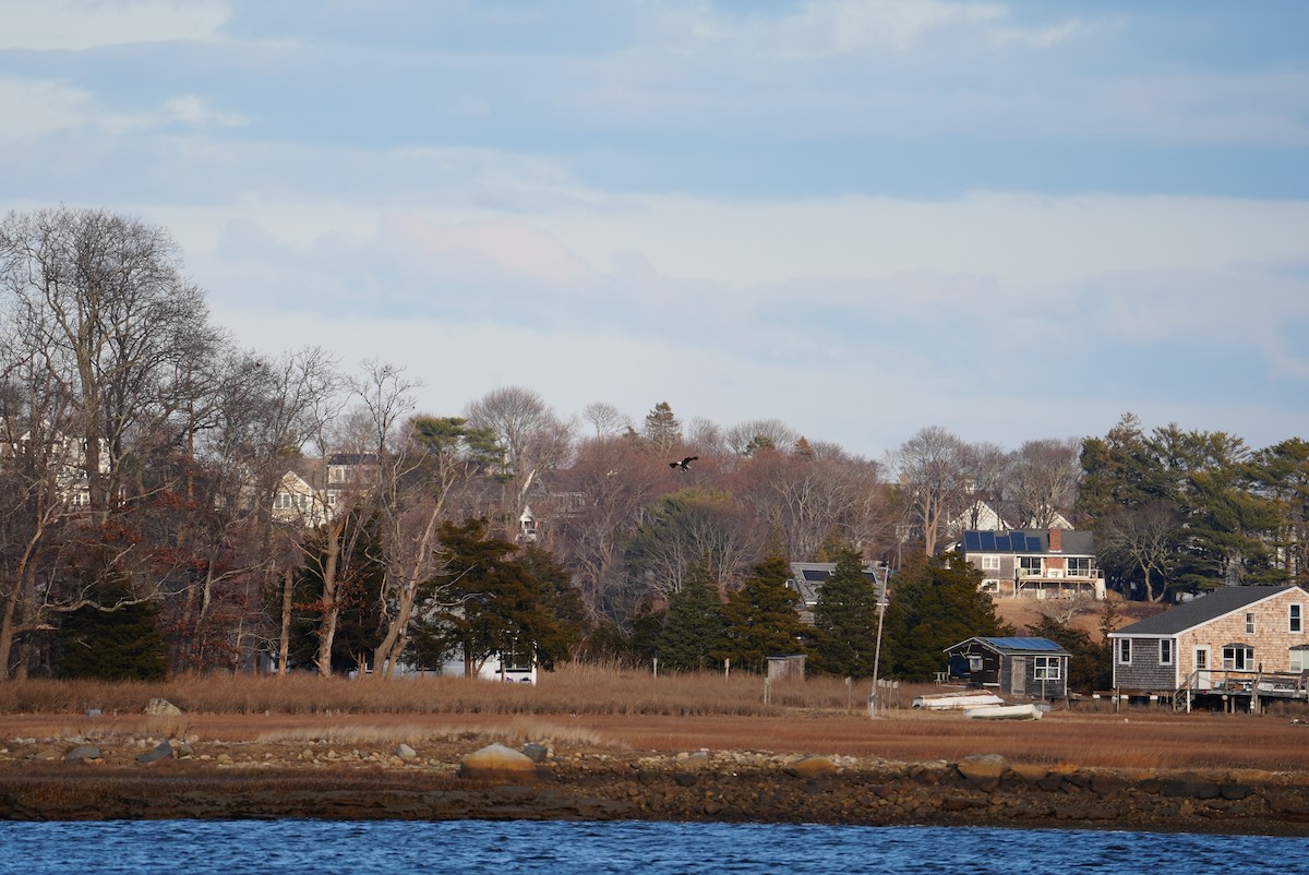 Itsas arrano buruzuria - ML647314889