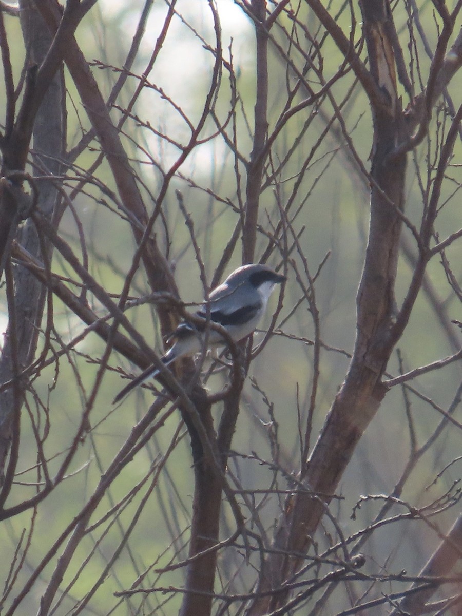 Loggerhead Shrike - ML647314895
