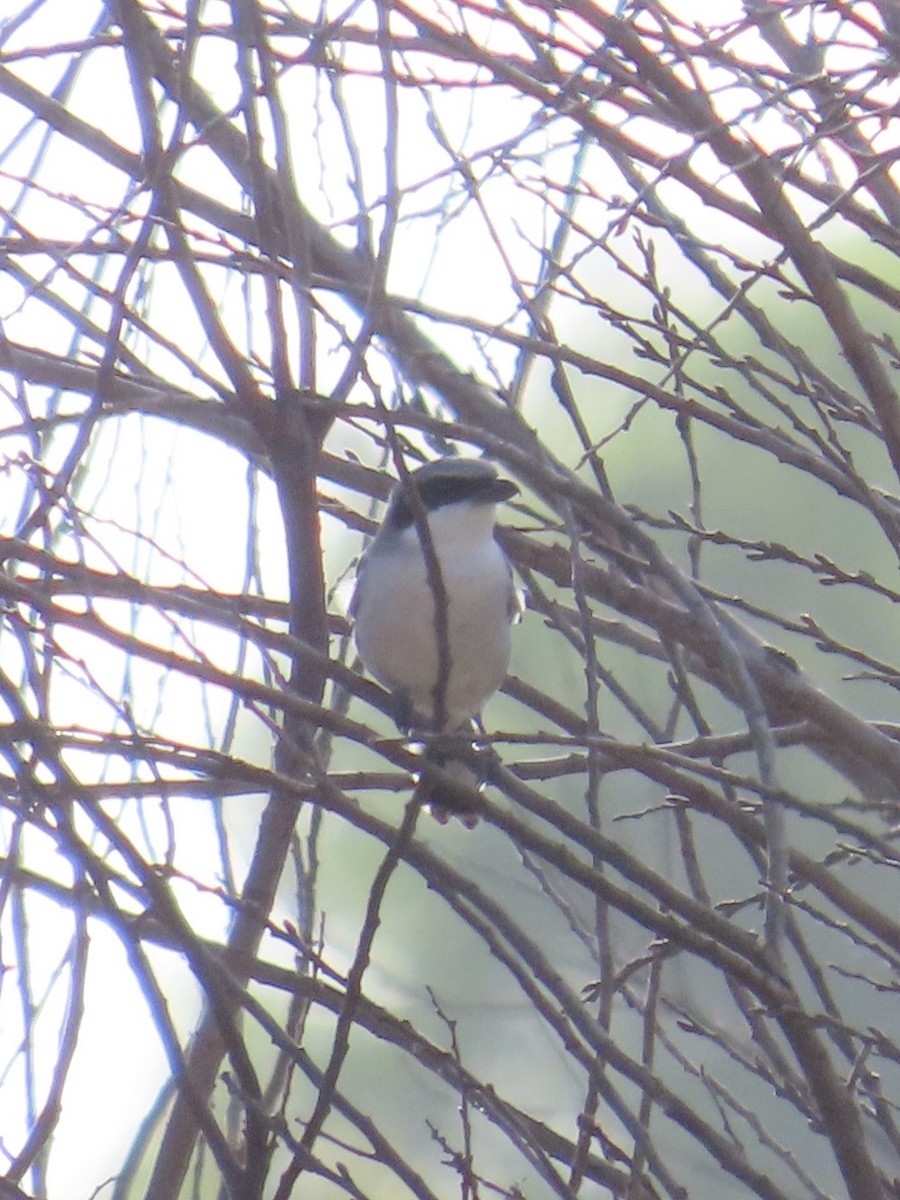 Loggerhead Shrike - ML647314896