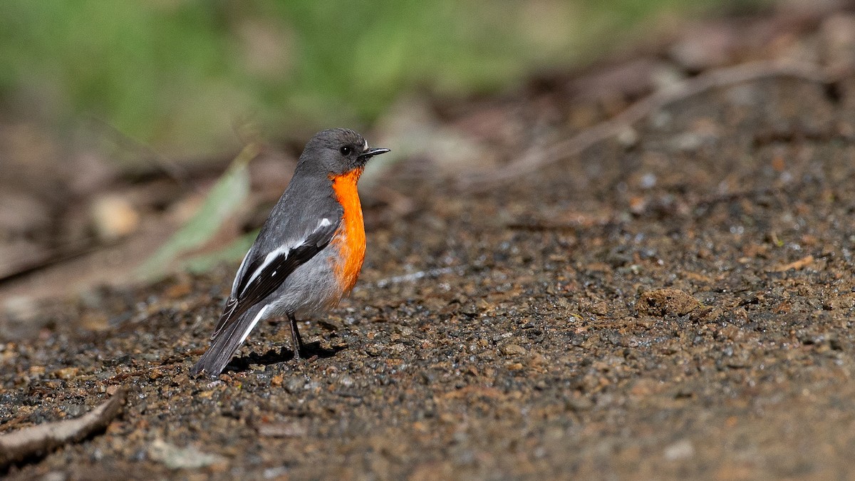 lejsčík ohnivý - ML647314899