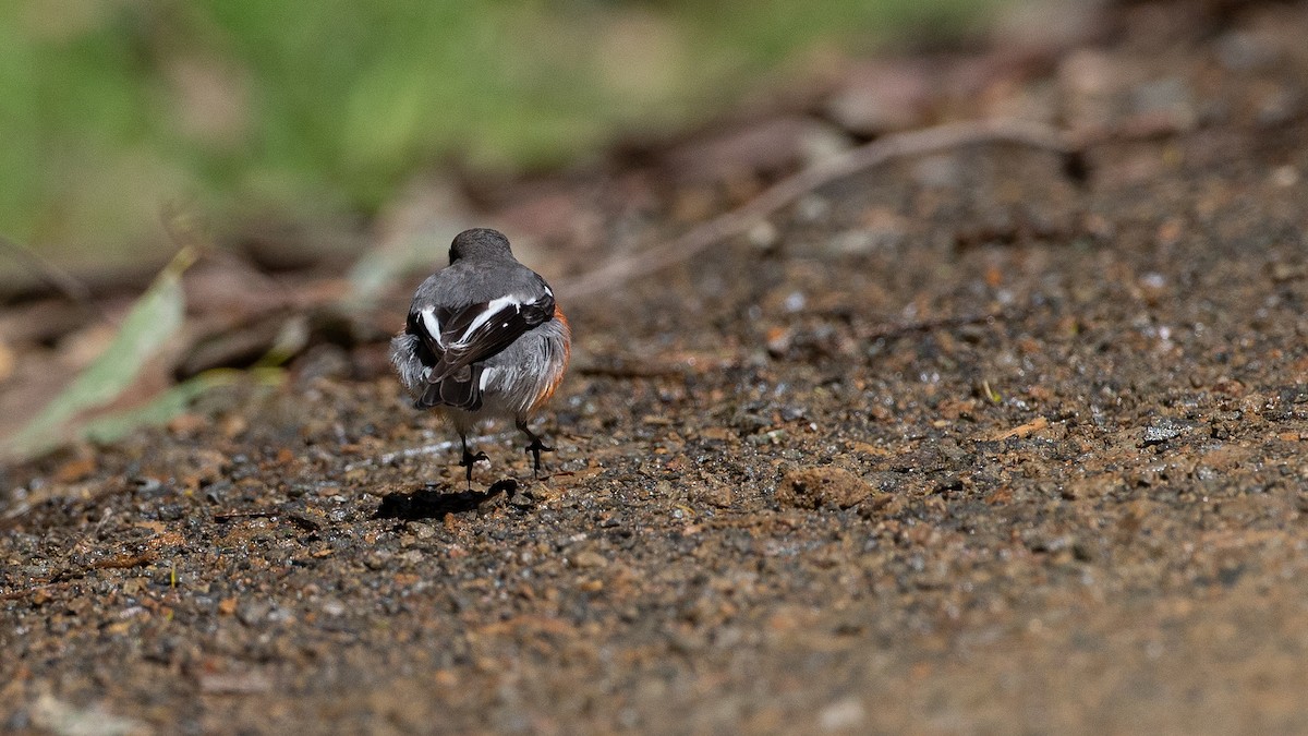 lejsčík ohnivý - ML647314900