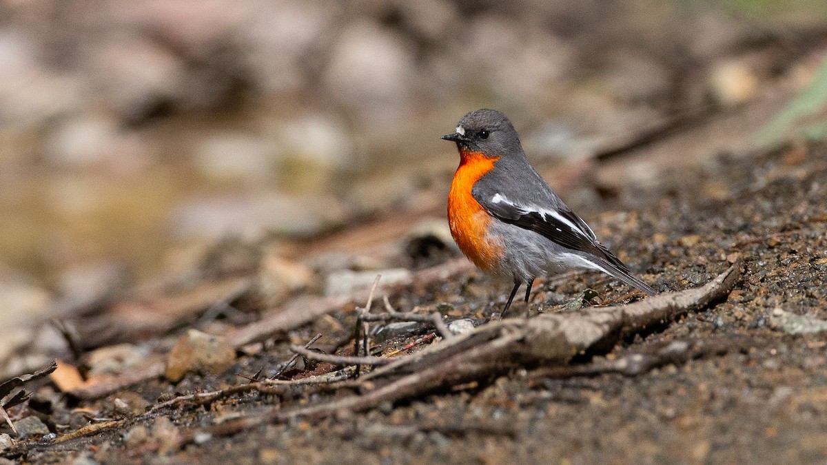 lejsčík ohnivý - ML647314901