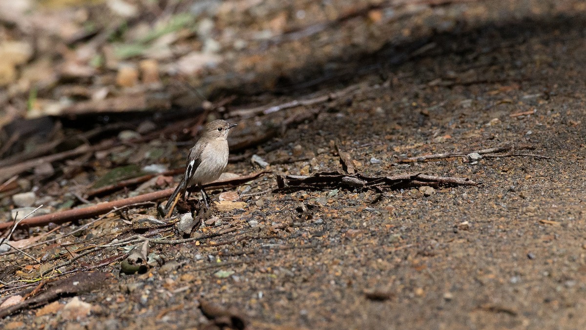 lejsčík ohnivý - ML647314902