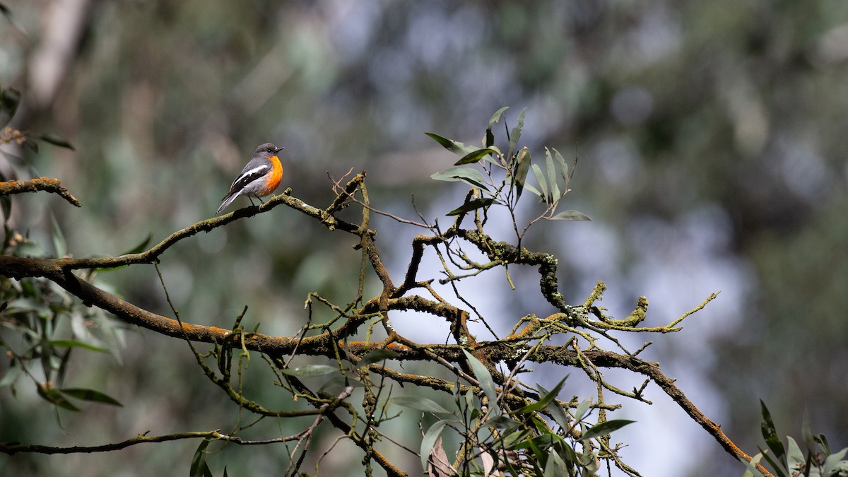 lejsčík ohnivý - ML647314903