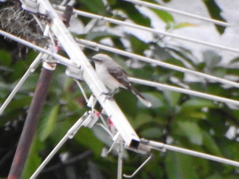 Tropikal Taklitçi - ML647314917