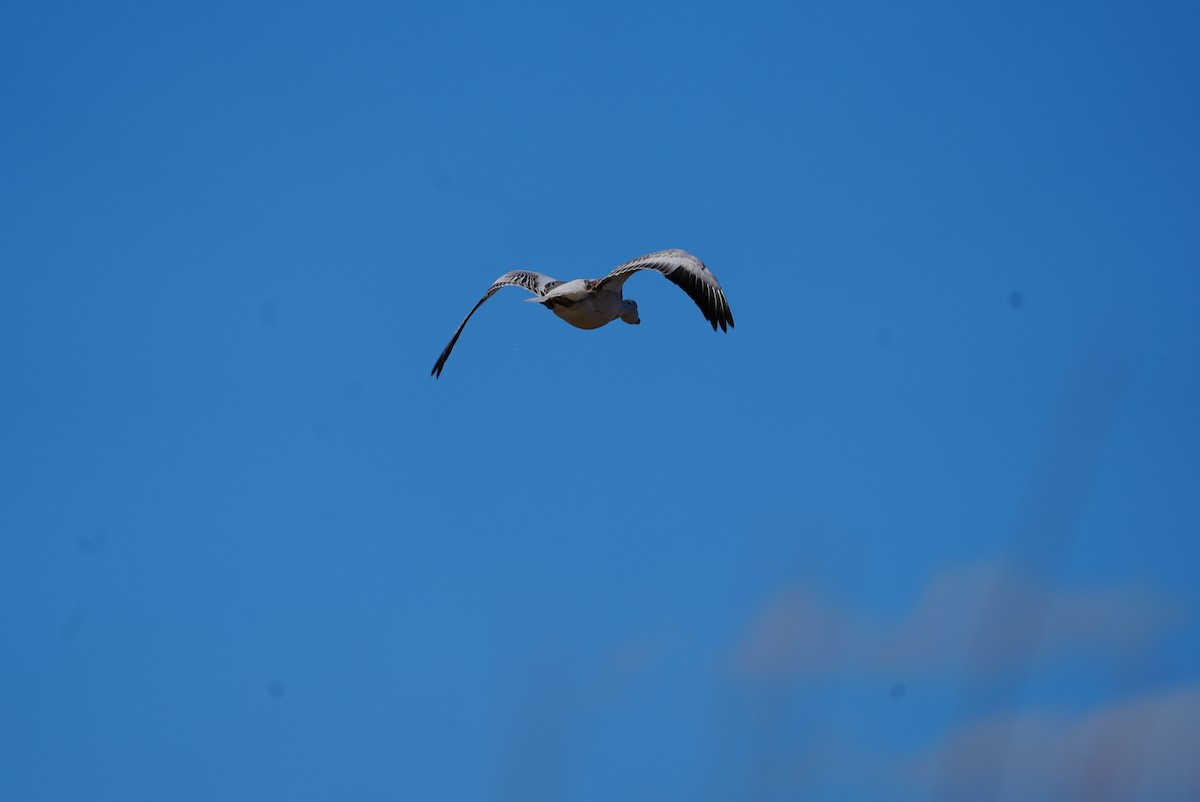 husa sněžní - ML647314919