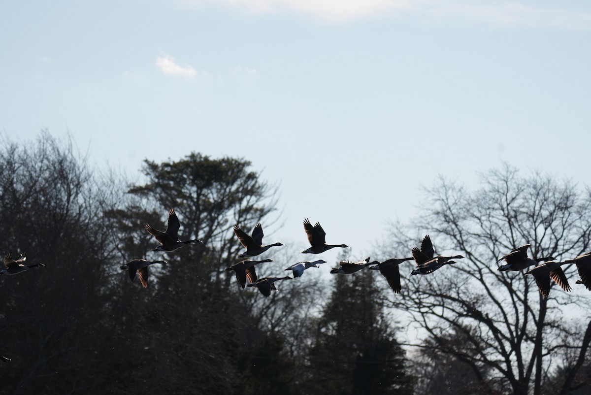 husa sněžní - ML647314920