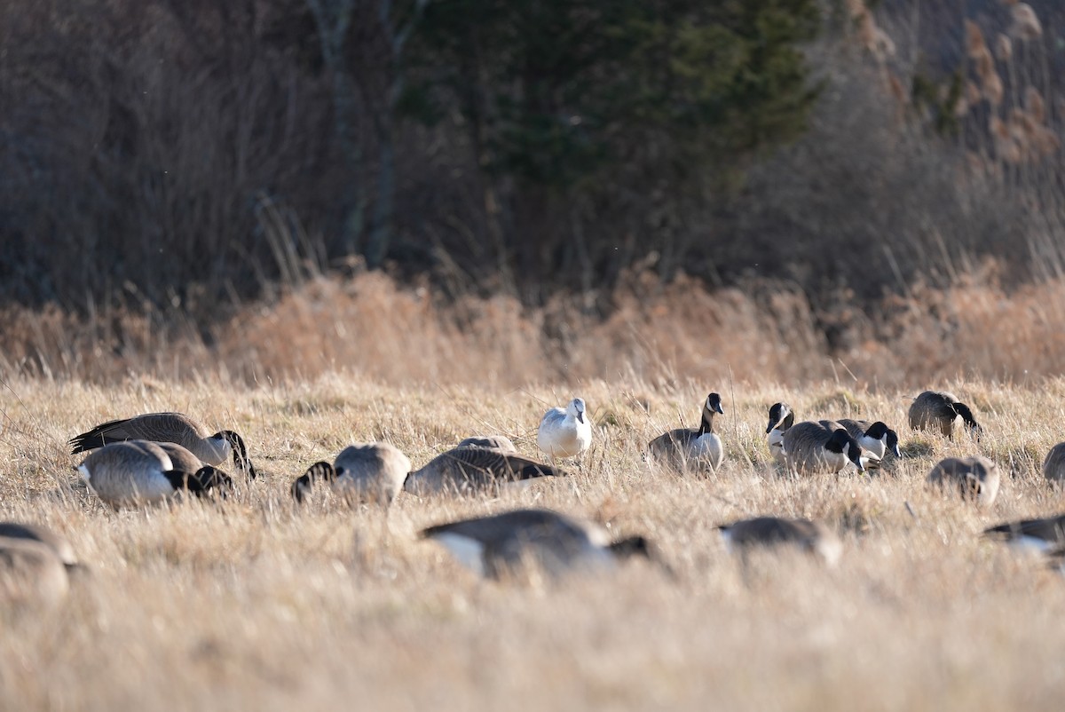 husa sněžní - ML647314921