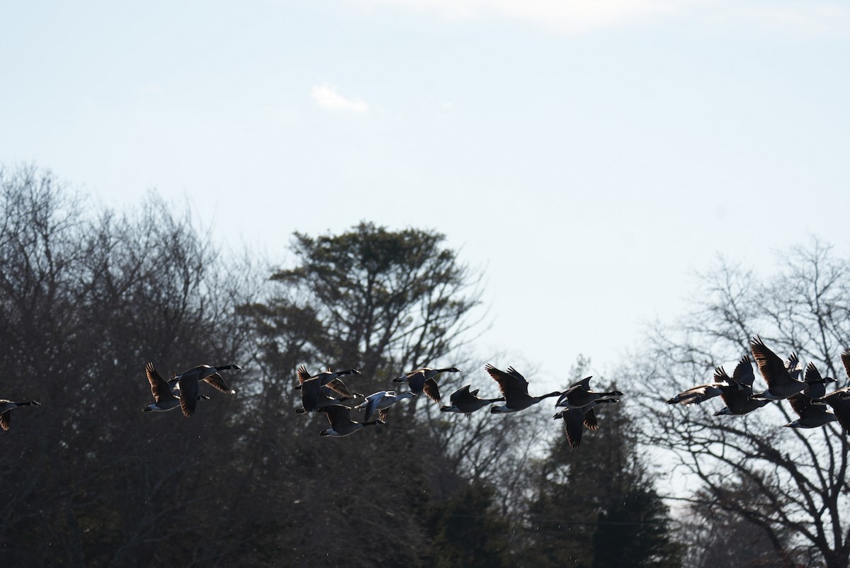 husa sněžní - ML647314922