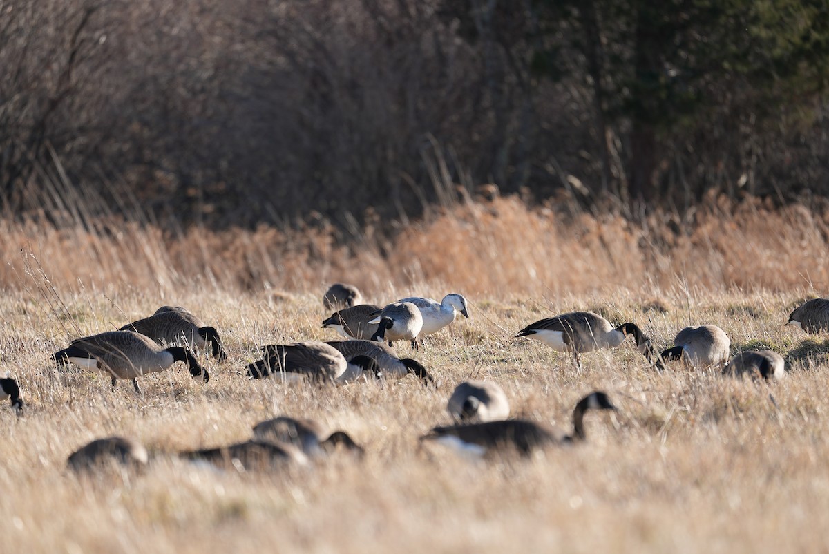 husa sněžní - ML647314923