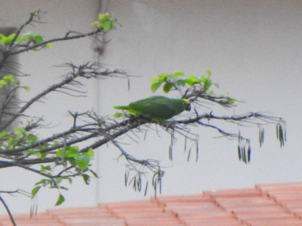 Yellow-crowned Amazon - ML647314939