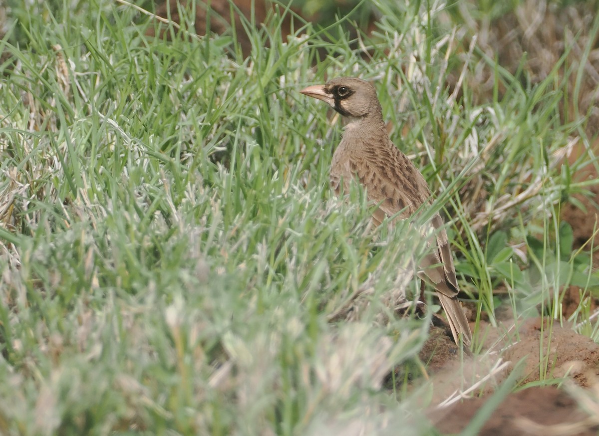 Masked Lark - ML647314954