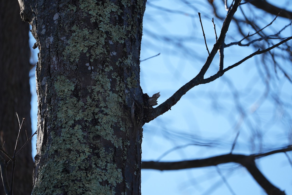 Brown Creeper - ML647314959