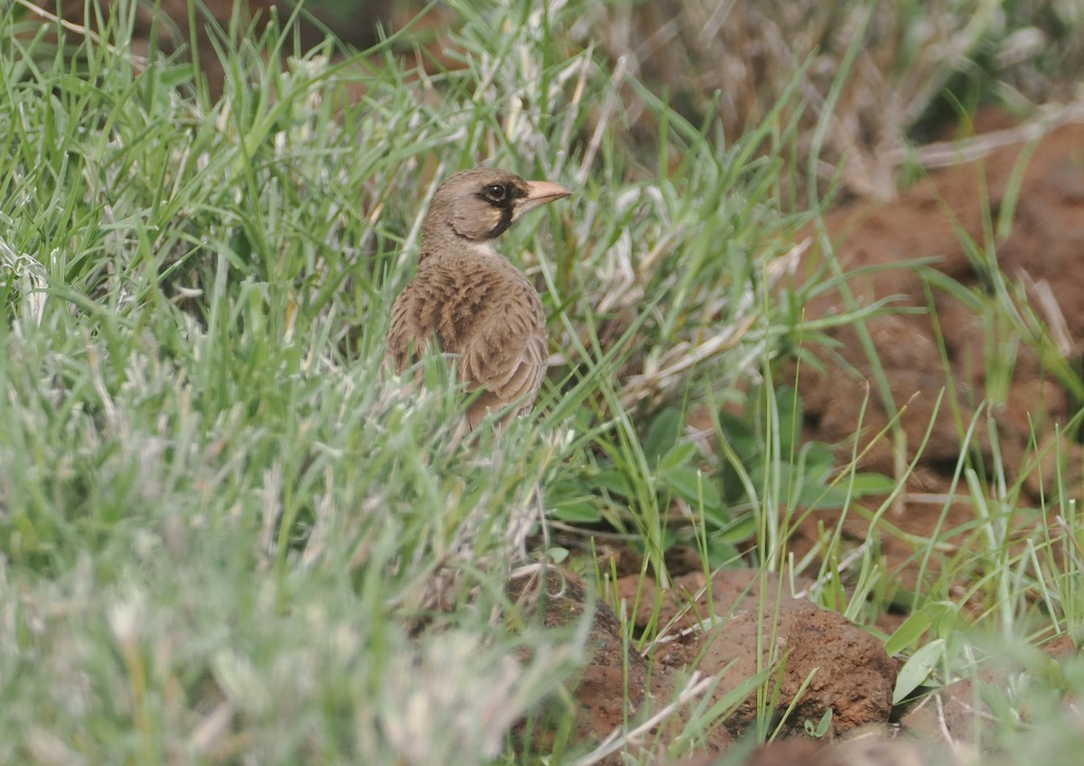 Masked Lark - ML647314960