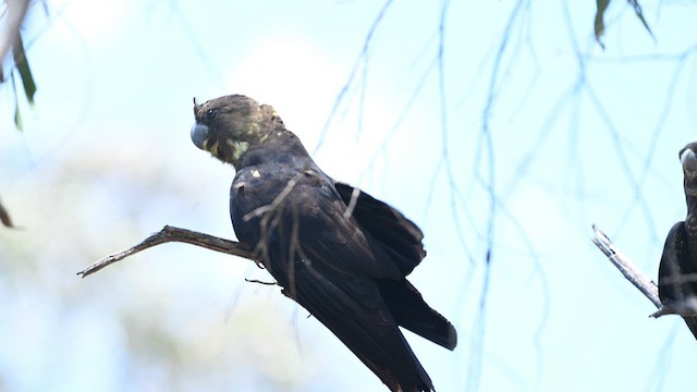 Буроголовый траурный какаду - ML647314962