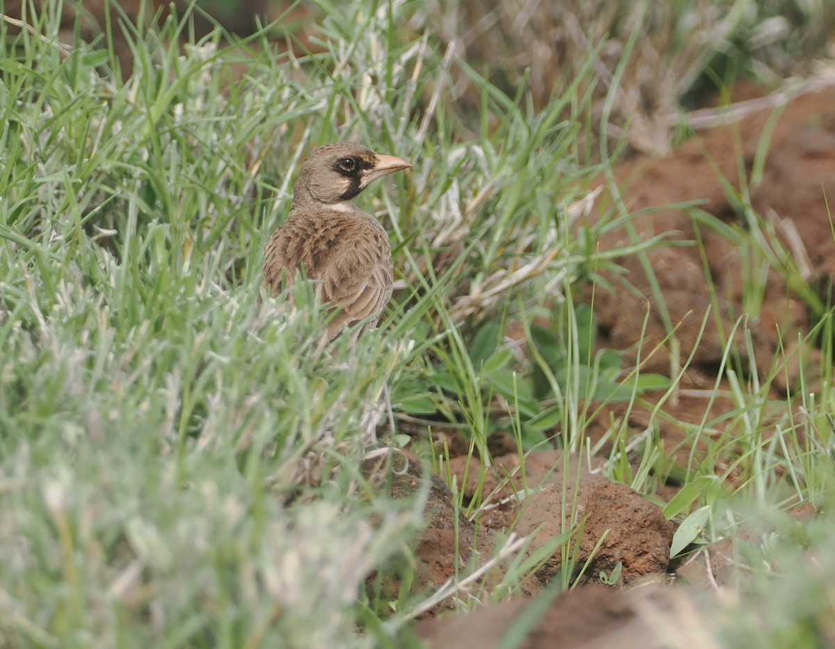 Masked Lark - ML647314963