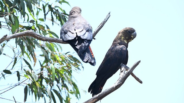 Буроголовый траурный какаду - ML647314964