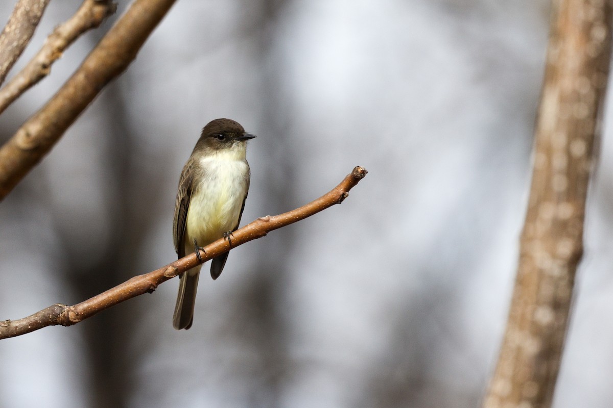 Eastern Phoebe - ML647314965