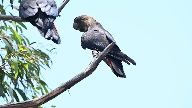 Буроголовый траурный какаду - ML647314967