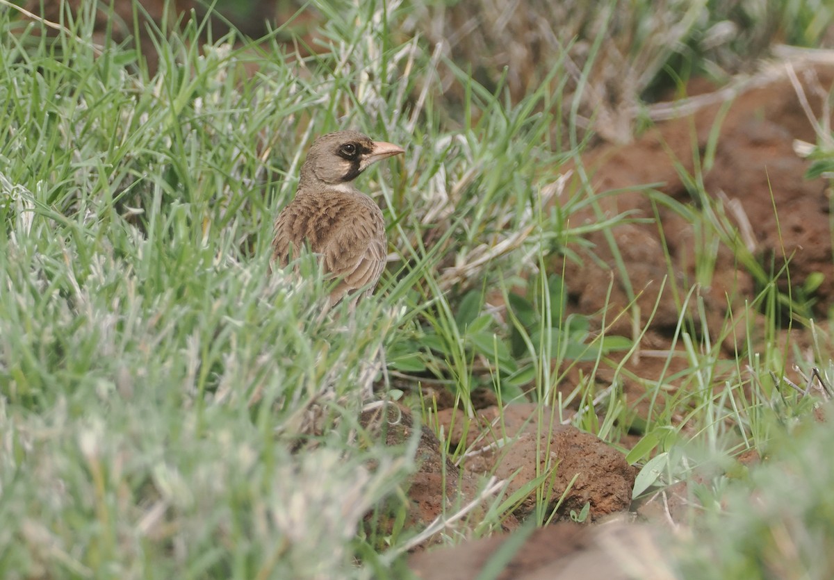 Masked Lark - ML647314970