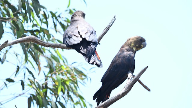 Буроголовый траурный какаду - ML647314971