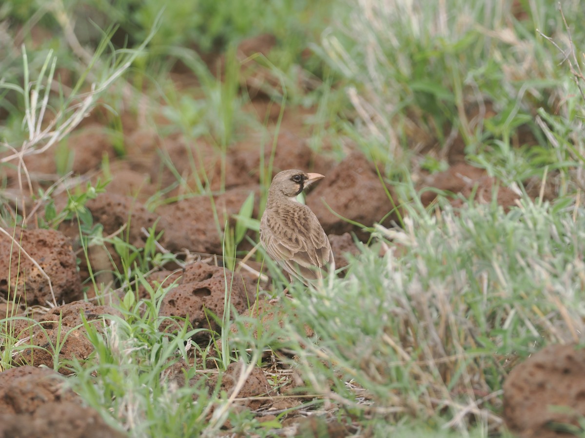 Masked Lark - ML647314974