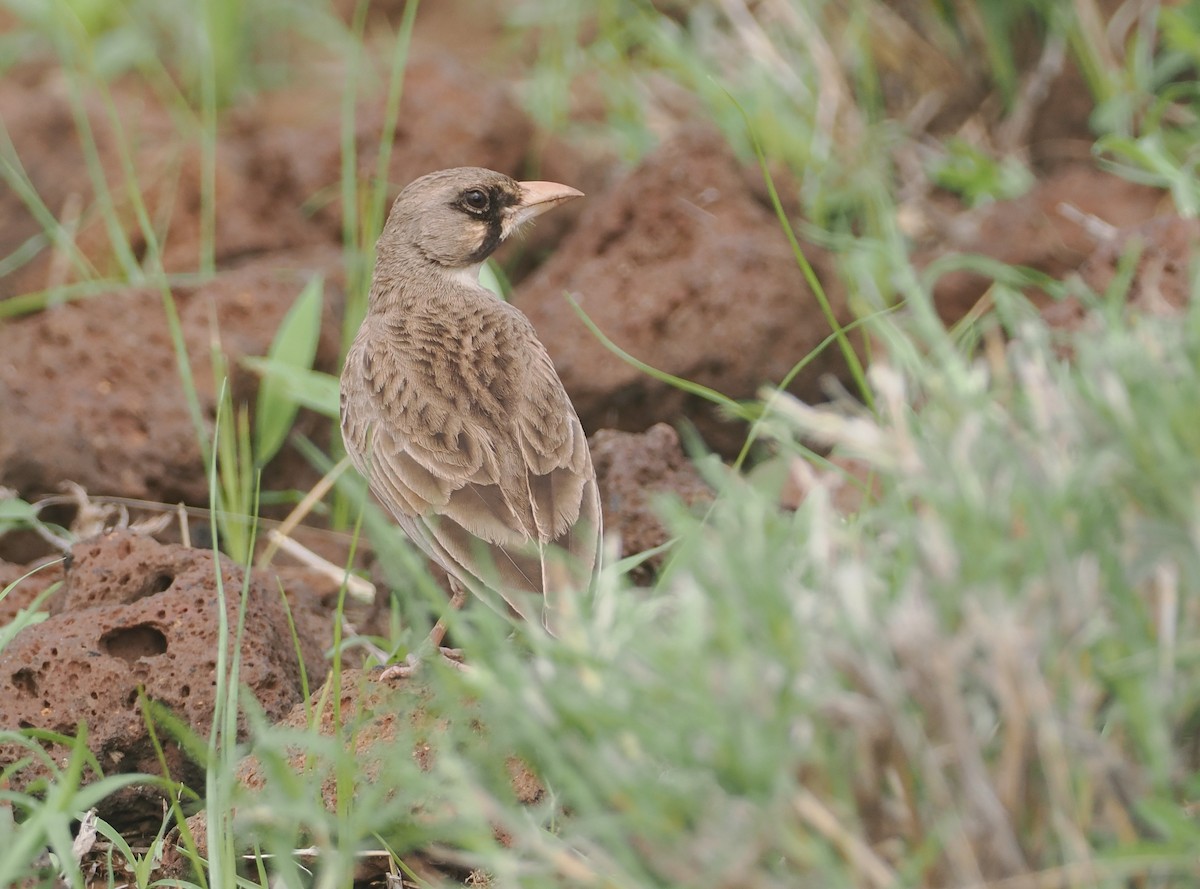 Masked Lark - ML647314975