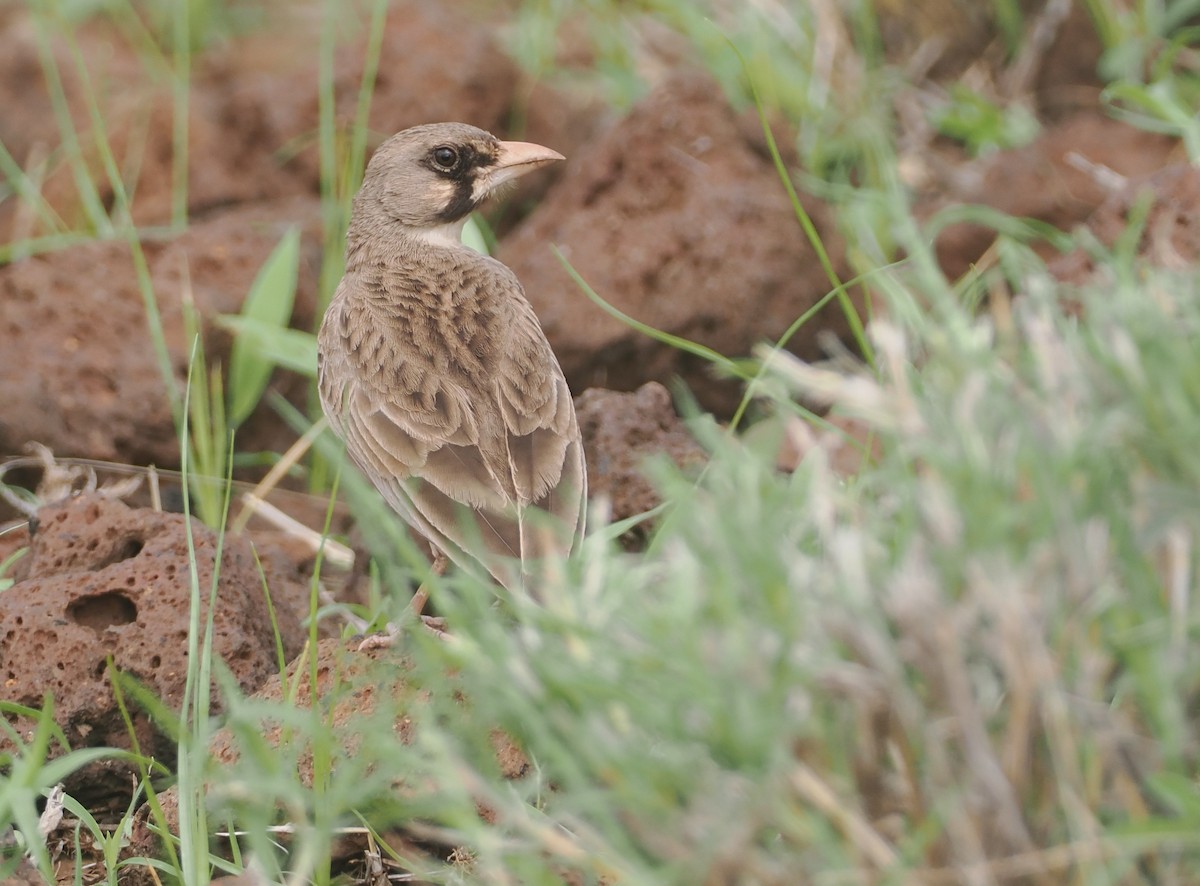 Masked Lark - ML647314980