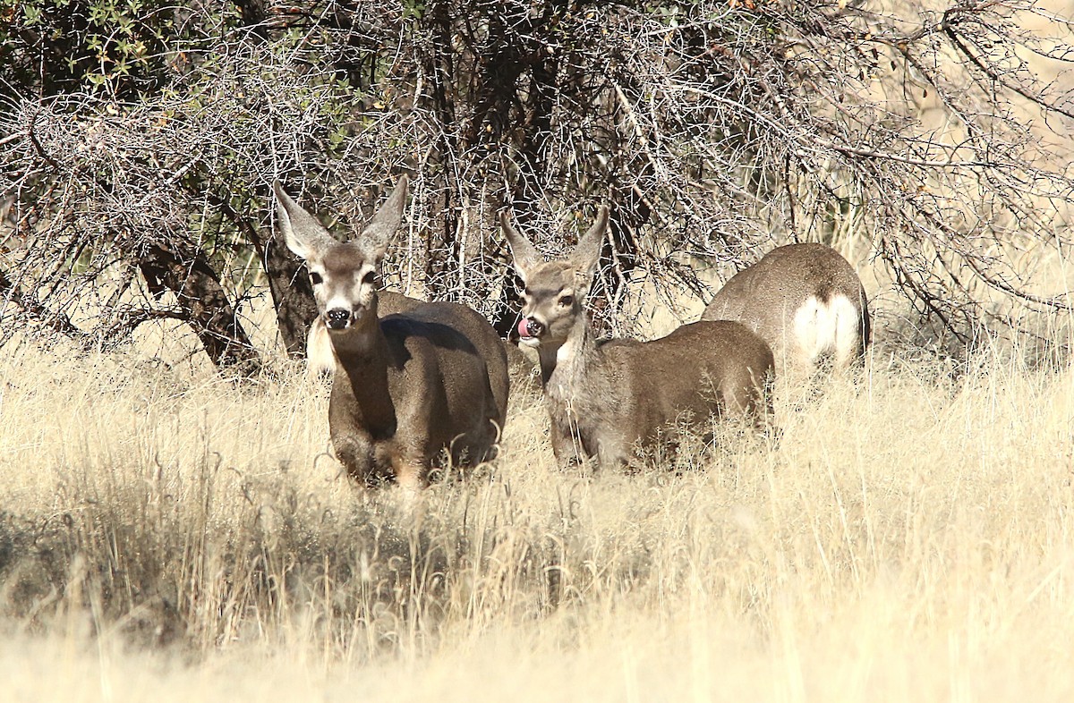 Mule Deer - ML647314983