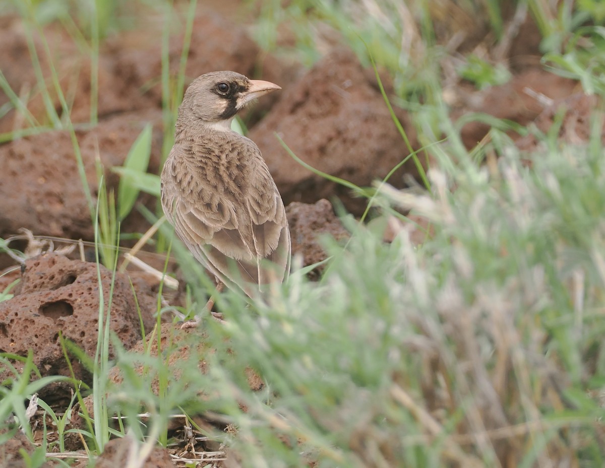 Masked Lark - ML647314987
