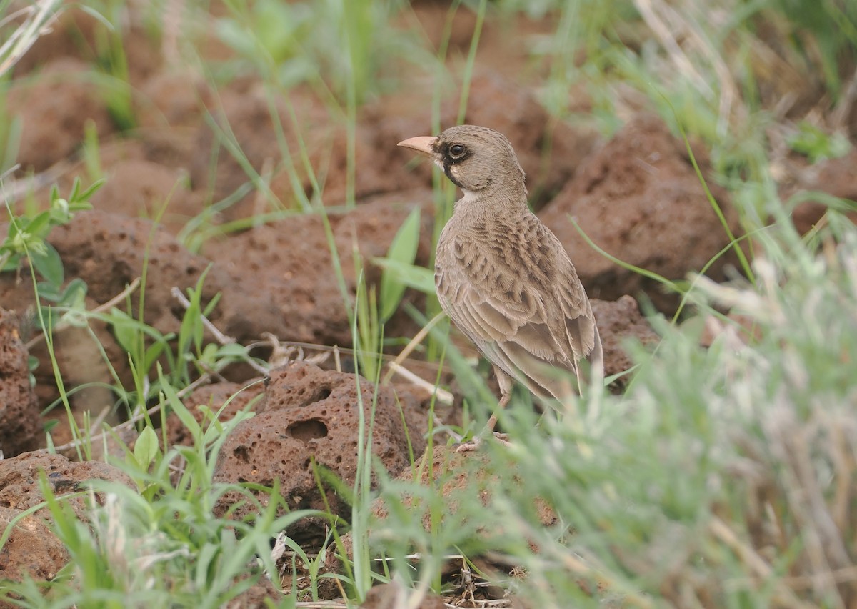 Masked Lark - ML647314993