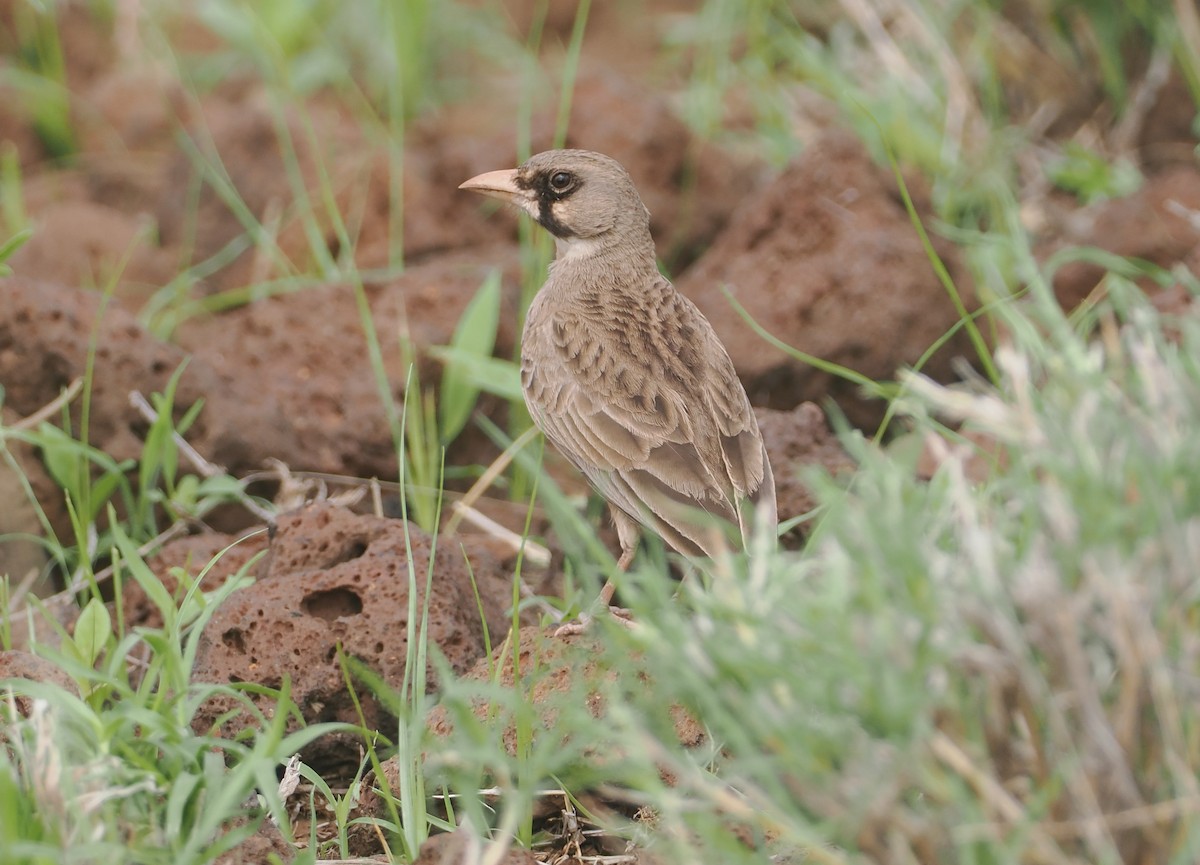 Masked Lark - ML647315000