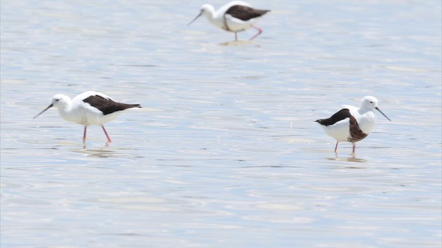 Рыжегрудый ходулочник - ML647315002