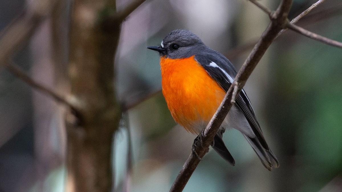 lejsčík ohnivý - ML647315003