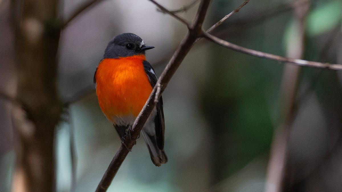 lejsčík ohnivý - ML647315004