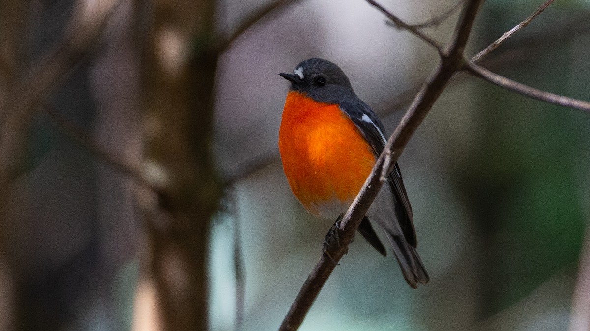 lejsčík ohnivý - ML647315005