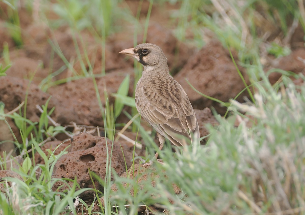Masked Lark - ML647315008