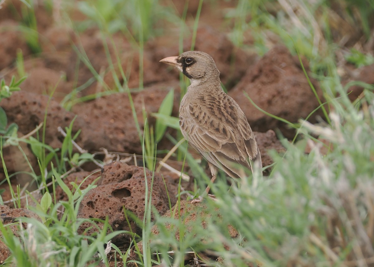 Masked Lark - ML647315014