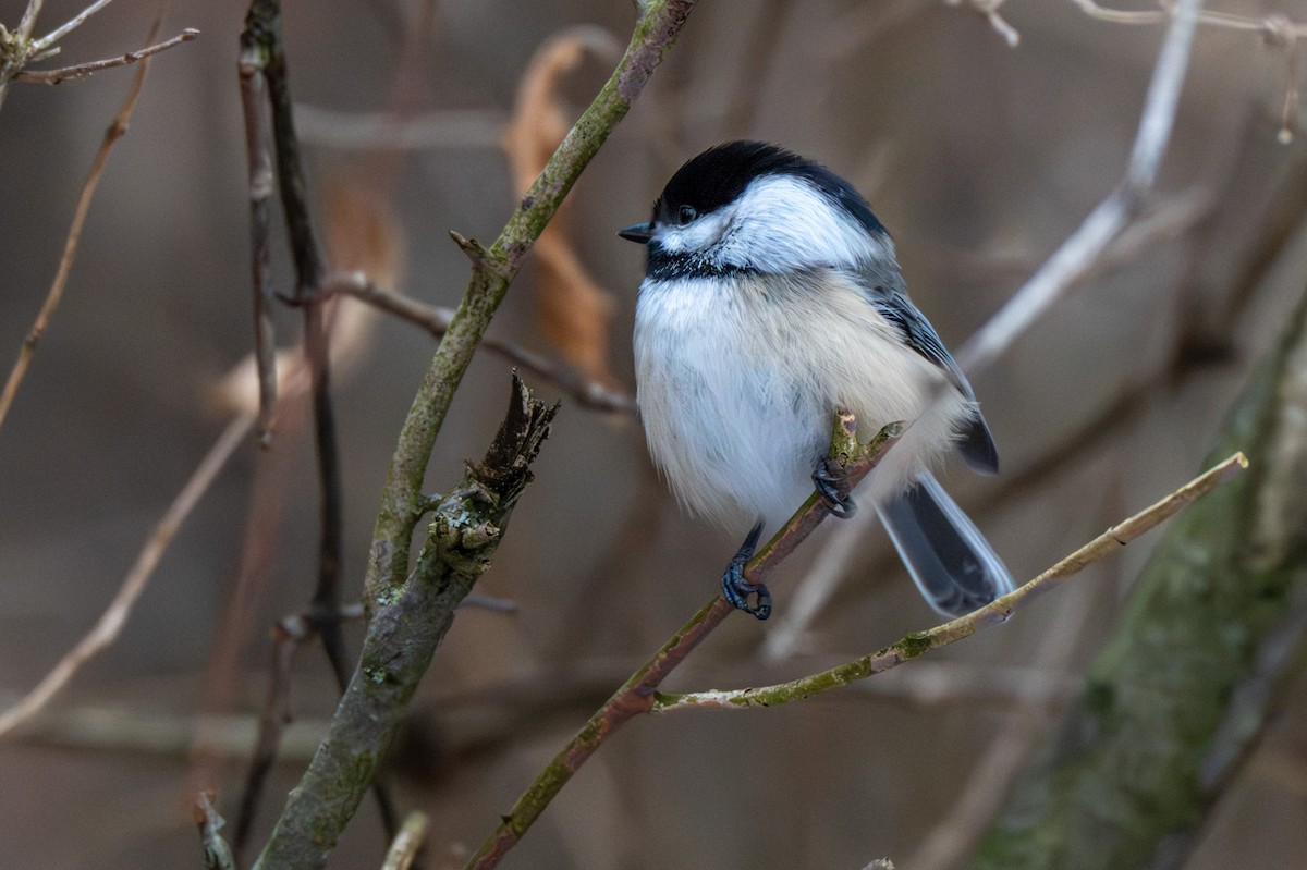 Черношапочная гаичка - ML647315016