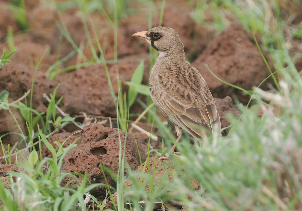 Masked Lark - ML647315022