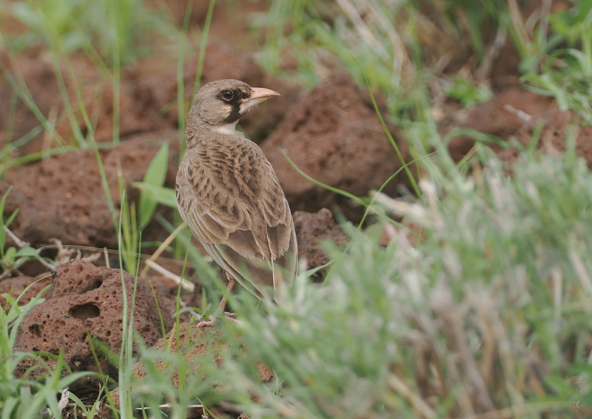 Masked Lark - ML647315025