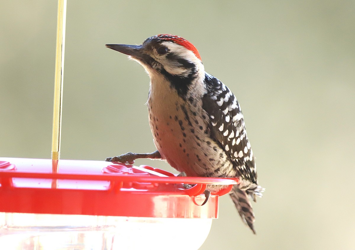Ladder-backed Woodpecker - ML647315037
