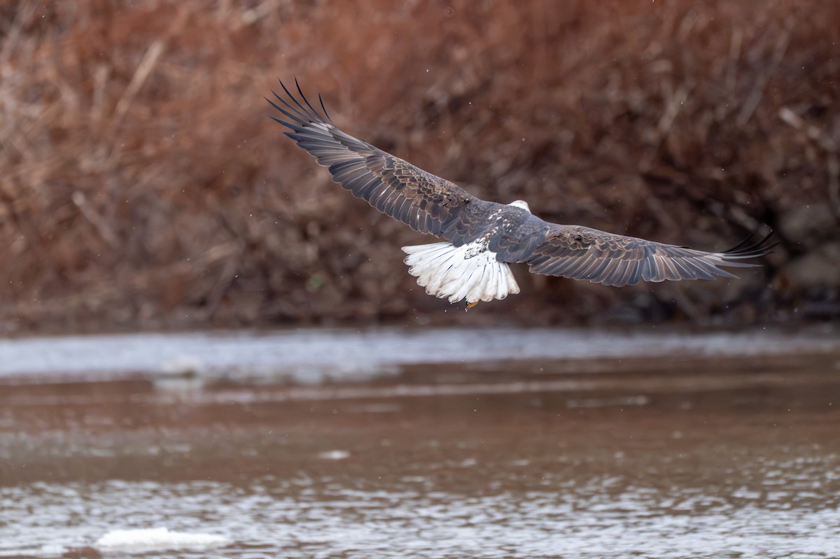 Itsas arrano buruzuria - ML647315055